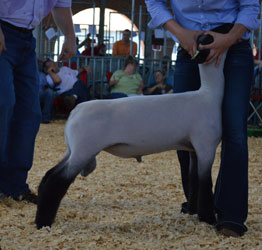 Sedalia - MidWest Stud Ram Sale